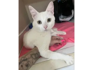 Gato raça SRD-ViraLata idade 7 a 11 meses nome Snow