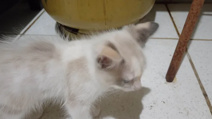 Gato ra a SRD-ViraLata idade 2 a 6 meses nome Braca de neve