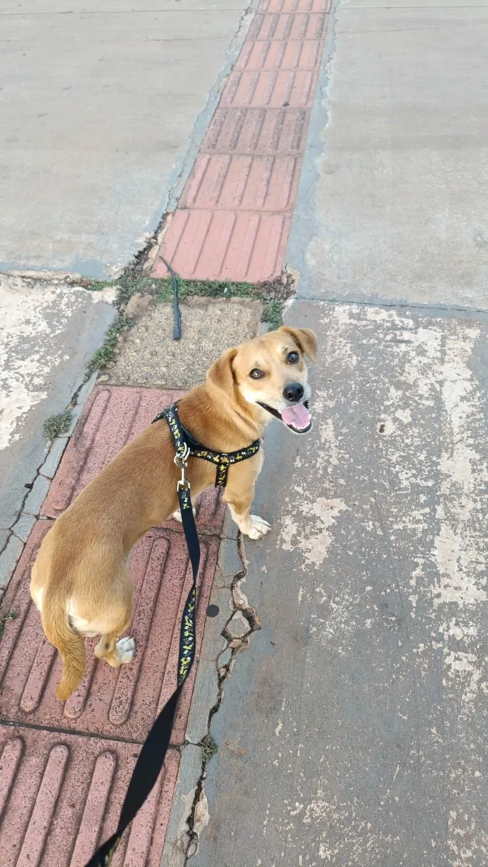 Cachorro ra a SRD-ViraLata idade 1 ano nome Josué