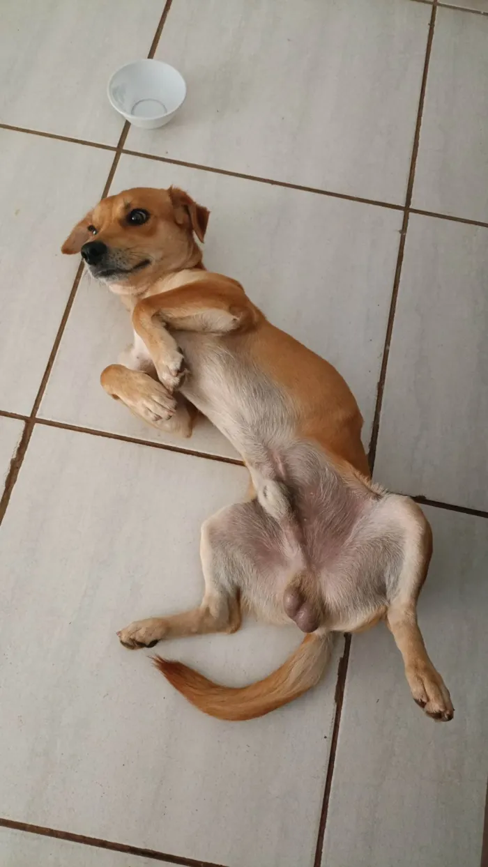 Cachorro ra a SRD-ViraLata idade 1 ano nome Josué