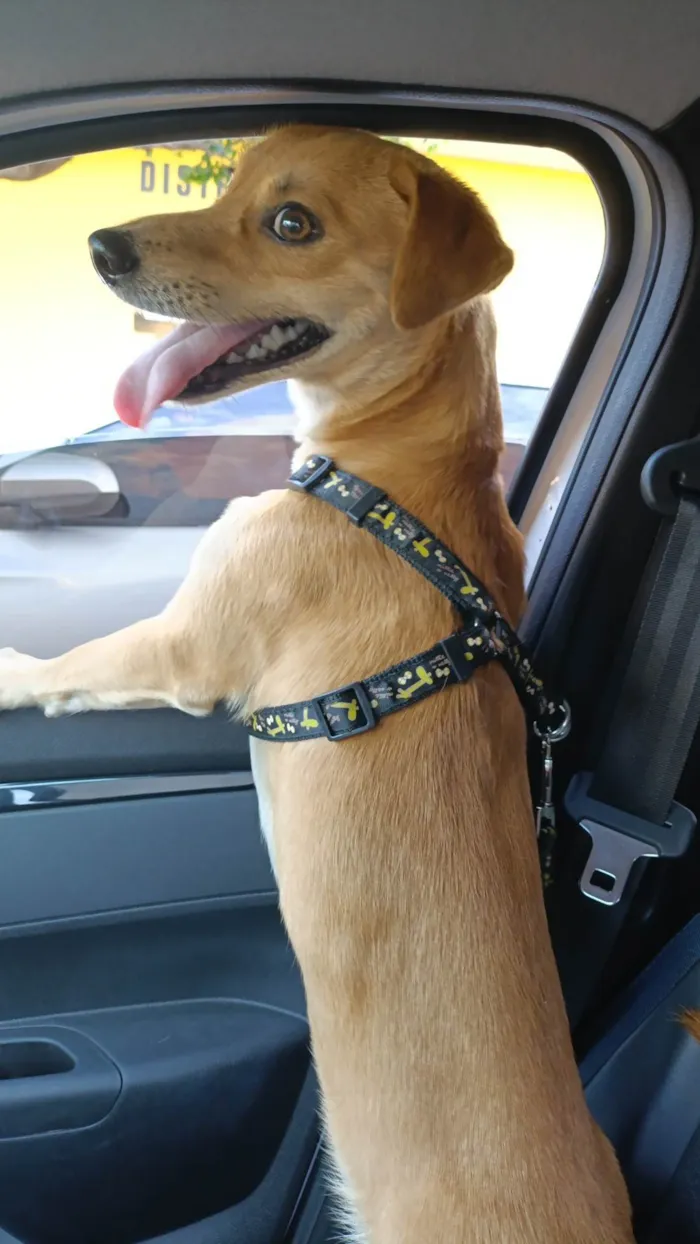 Cachorro ra a SRD-ViraLata idade 1 ano nome Josué