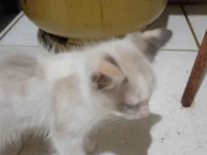 Gato raça SRD-ViraLata idade 2 a 6 meses nome Braca de neve