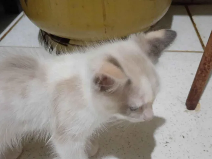 Gato ra a SRD-ViraLata idade 2 a 6 meses nome Braca de neve