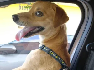 Cachorro raça SRD-ViraLata idade 1 ano nome Josué