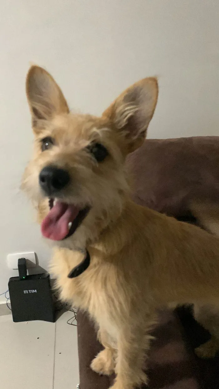 Cachorro ra a SRD-ViraLata idade 7 a 11 meses nome Luna