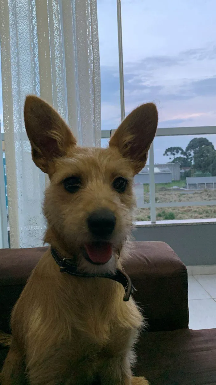 Cachorro ra a SRD-ViraLata idade 7 a 11 meses nome Luna