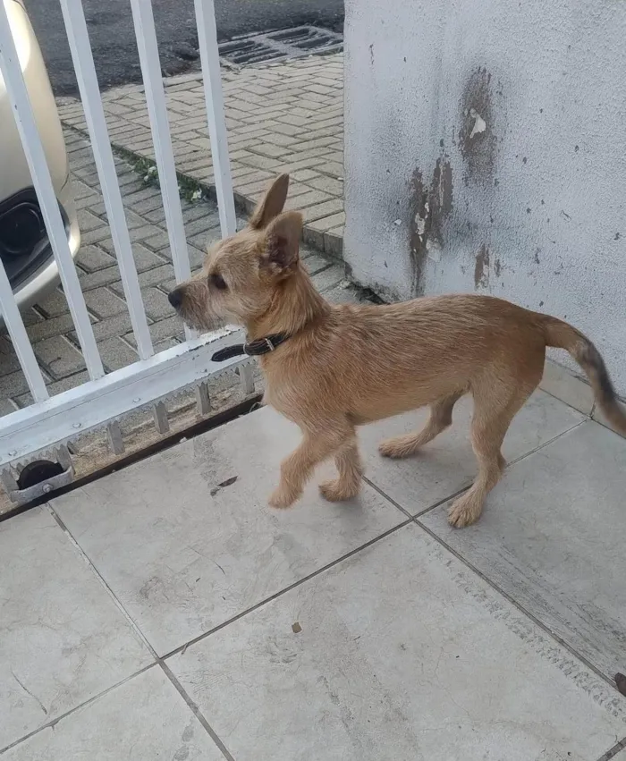 Cachorro ra a SRD-ViraLata idade 7 a 11 meses nome Luna