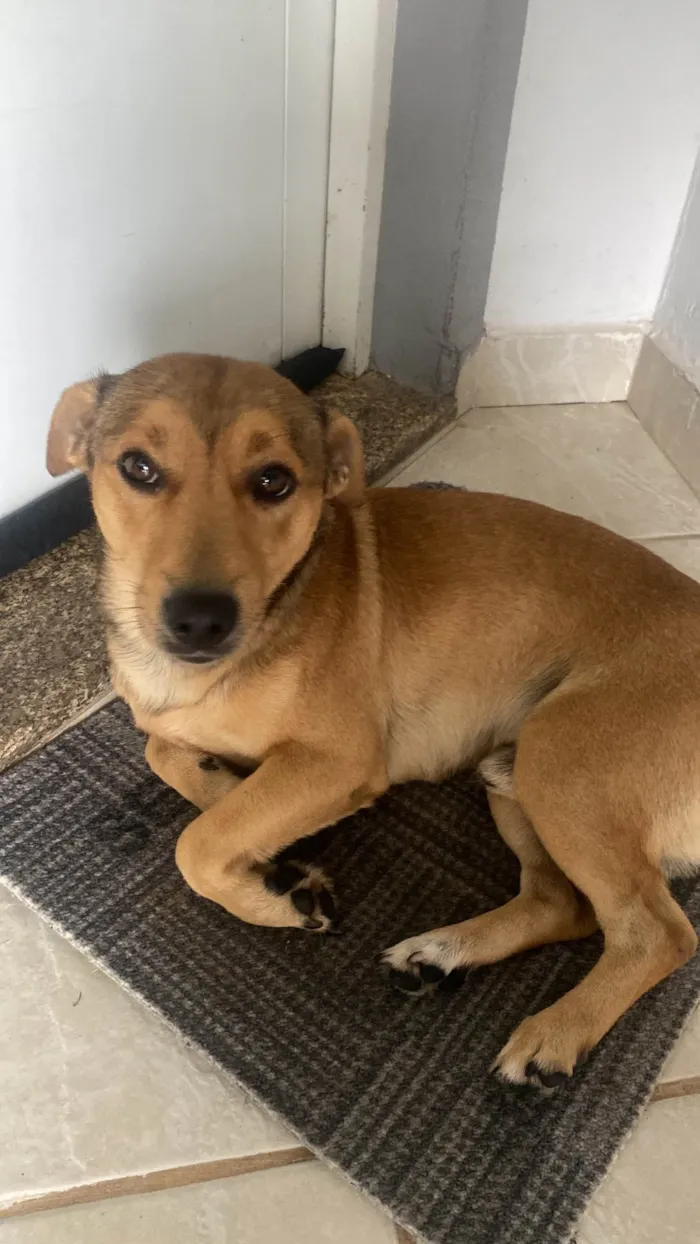 Cachorro ra a SRD-ViraLata idade 3 anos nome Caramelo