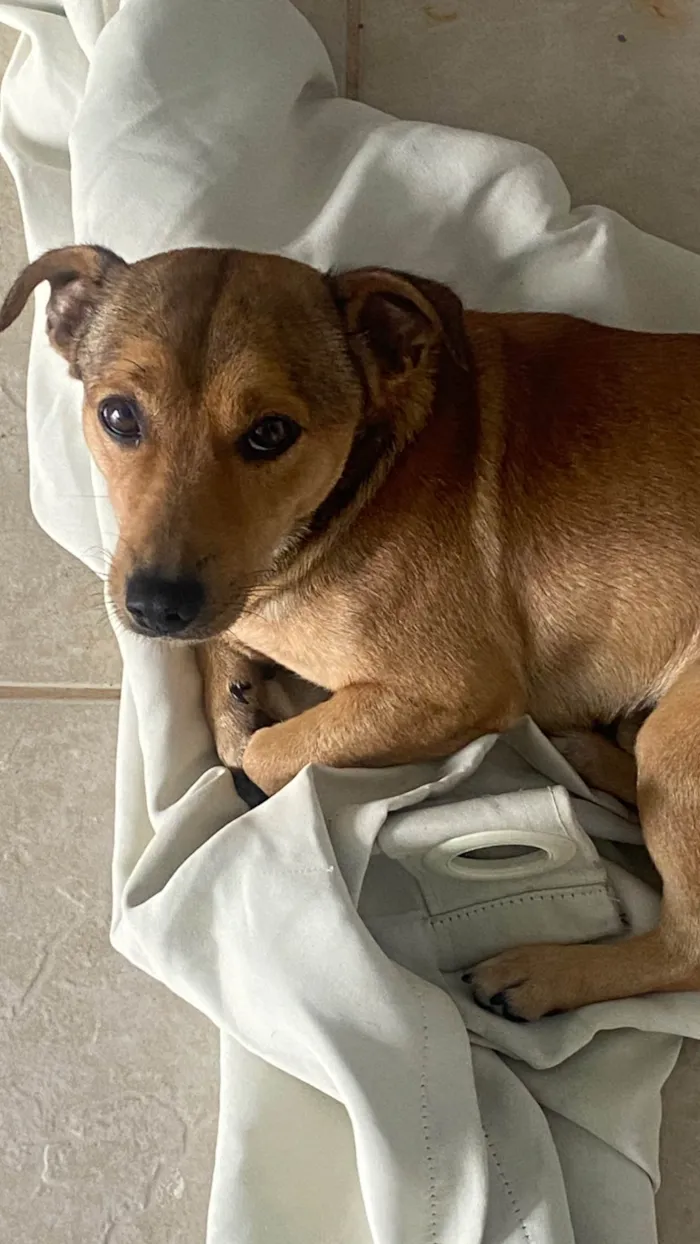 Cachorro ra a SRD-ViraLata idade 3 anos nome Caramelo