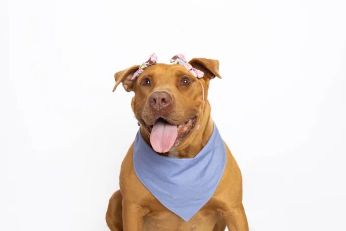 Cachorro ra a Pit-Bull idade 4 anos nome Nanda