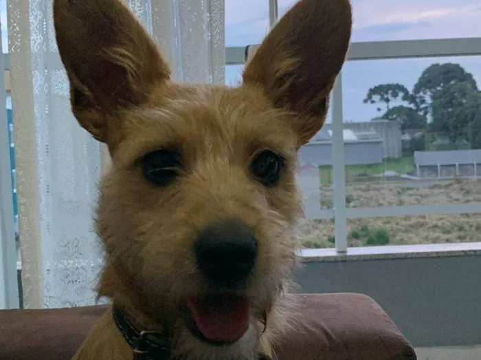 Cachorro ra a SRD-ViraLata idade 7 a 11 meses nome Luna