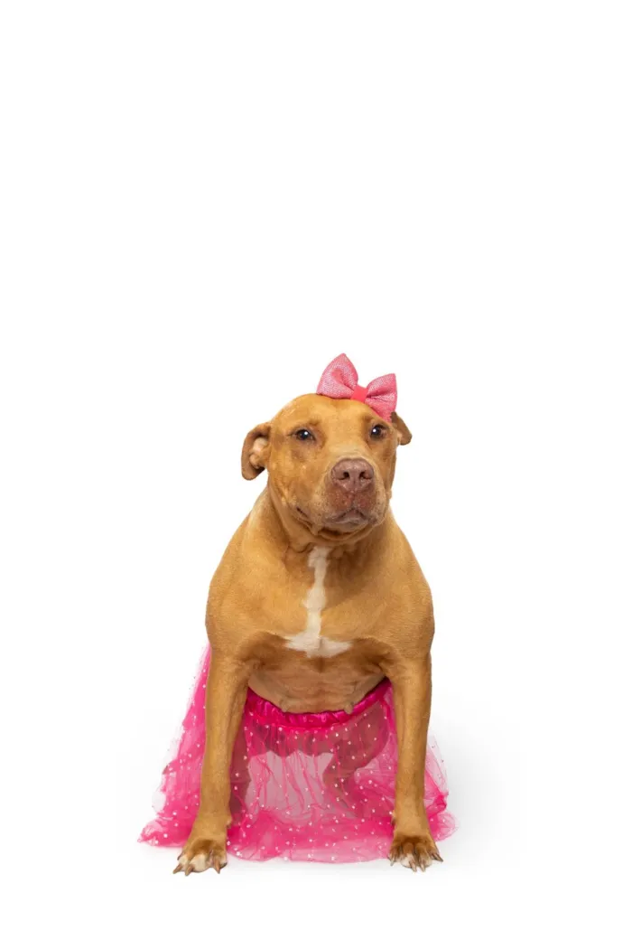 Cachorro ra a Pit-Bull idade 4 anos nome Nanda