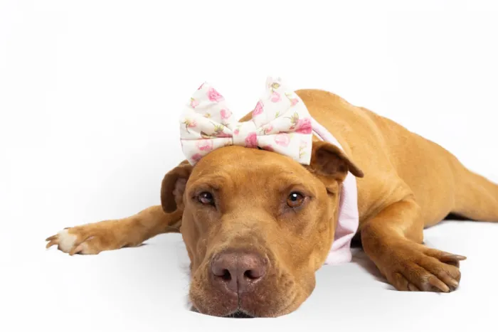 Cachorro ra a Pit-Bull idade 4 anos nome Nanda