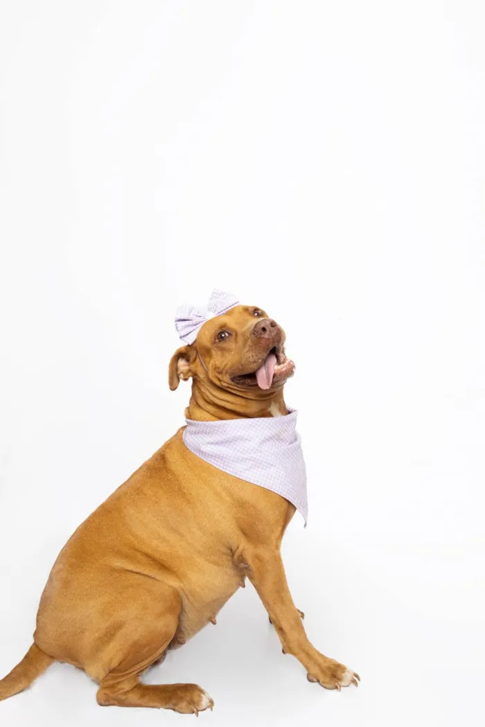 Cachorro ra a Pit-Bull idade 4 anos nome Nanda