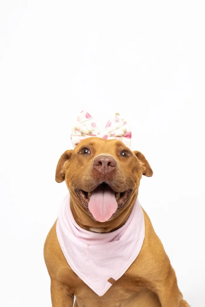 Cachorro ra a Pit-Bull idade 4 anos nome Nanda