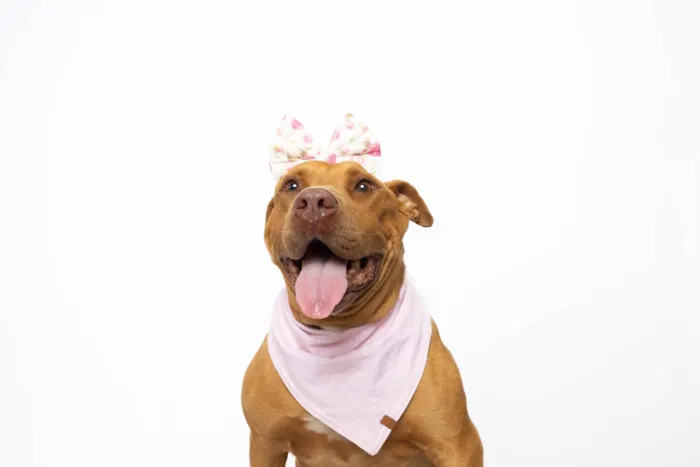 Cachorro ra a Pit-Bull idade 4 anos nome Nanda