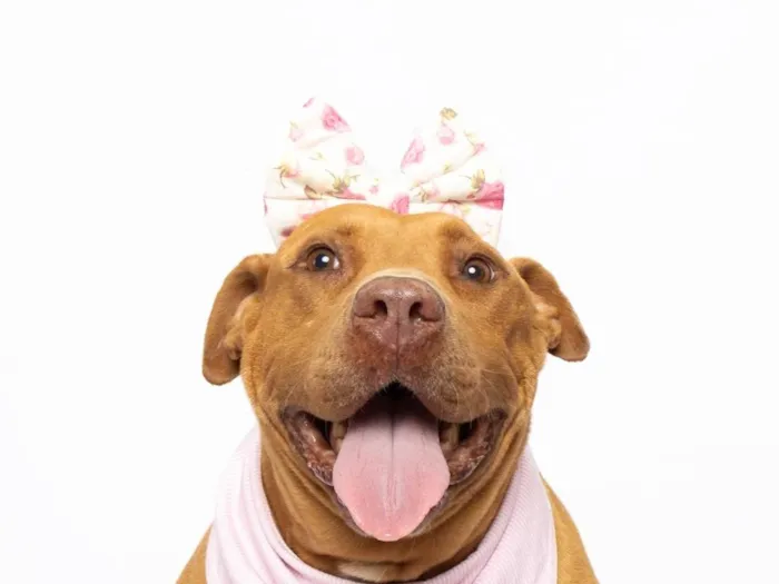 Cachorro ra a Pit-Bull idade 4 anos nome Nanda