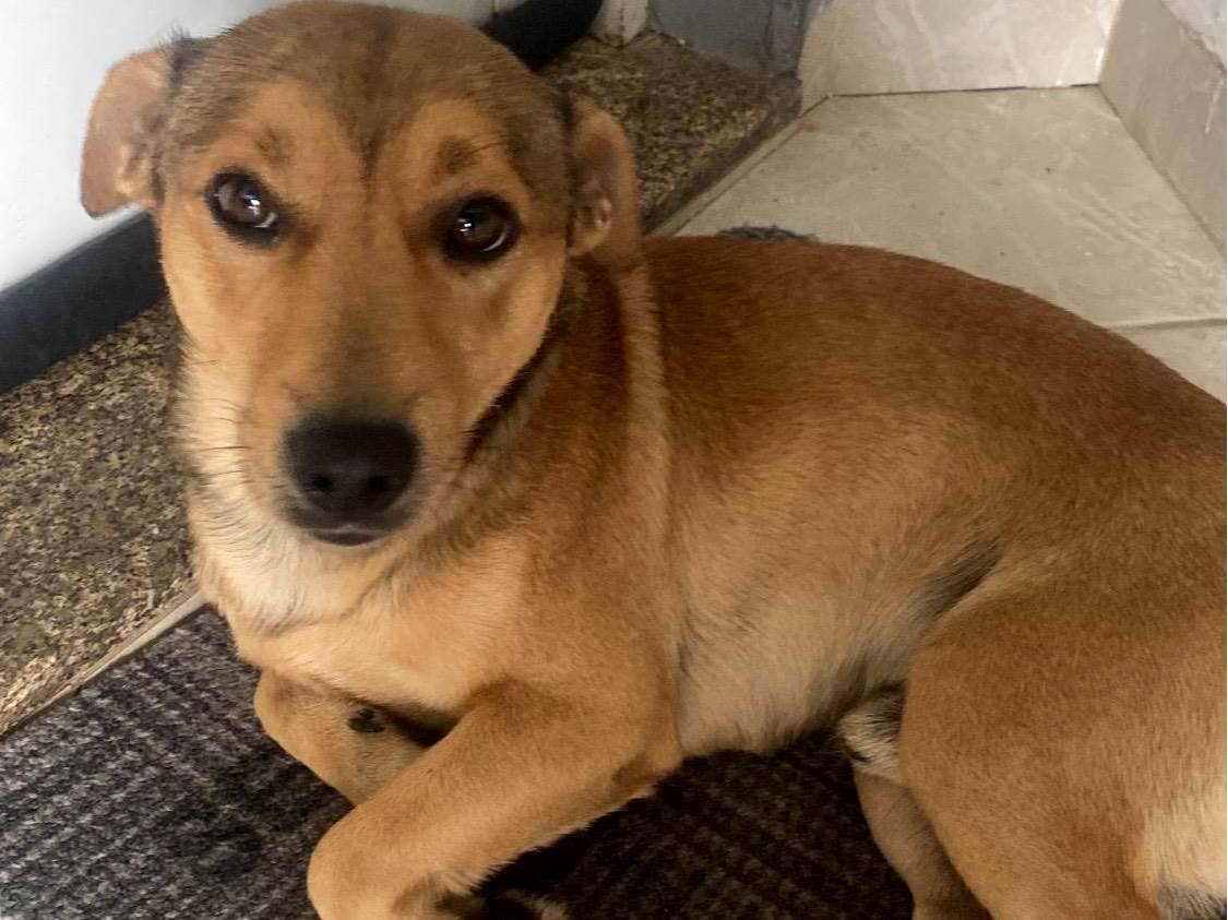 Cachorro ra a SRD-ViraLata idade 3 anos nome Caramelo