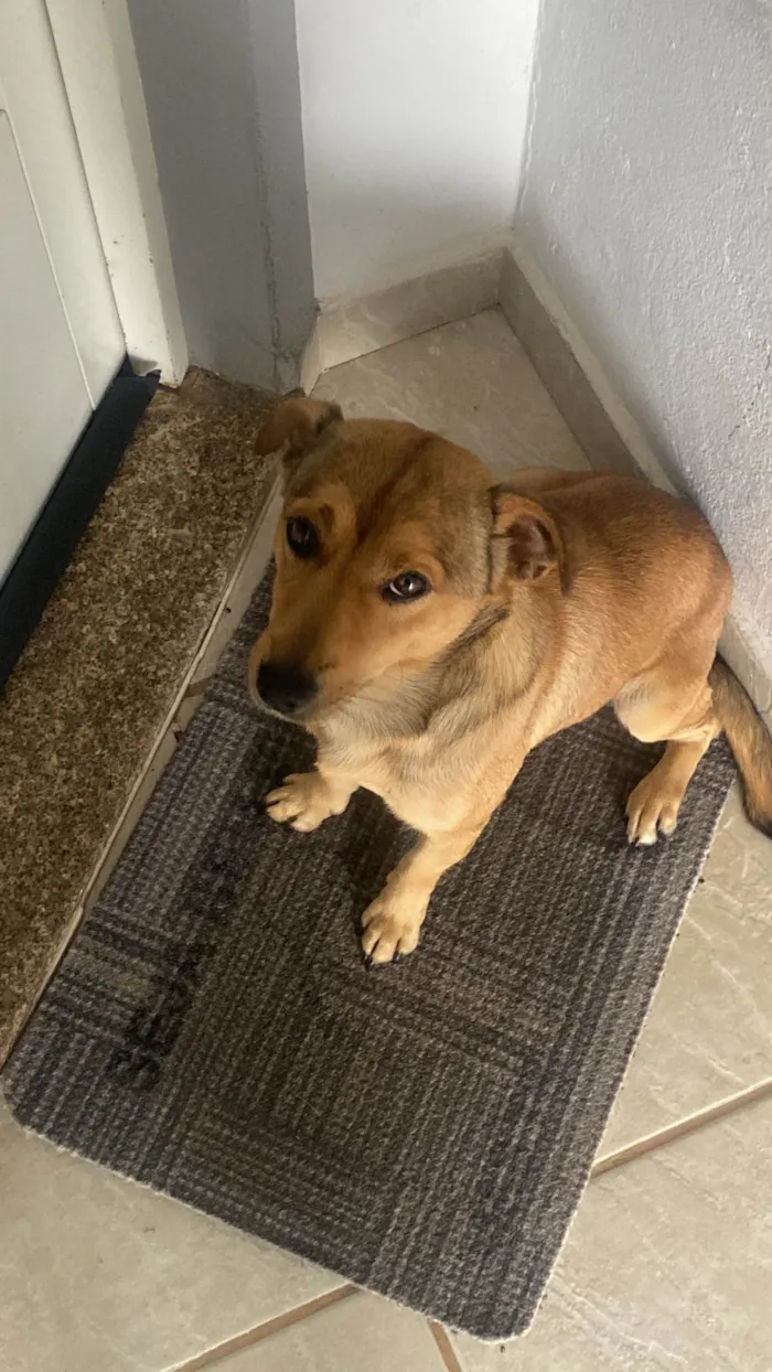 Cachorro ra a SRD-ViraLata idade 3 anos nome Caramelo