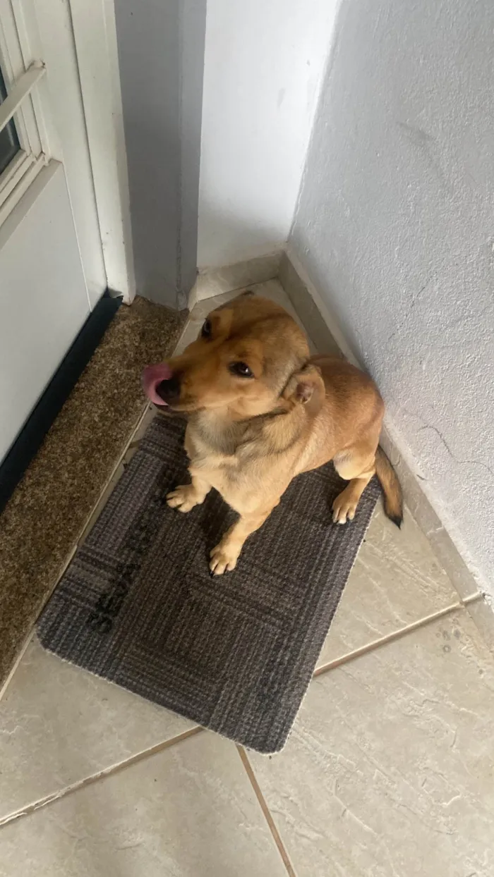 Cachorro ra a SRD-ViraLata idade 3 anos nome Caramelo