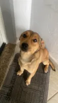 Cachorro ra a SRD-ViraLata idade 3 anos nome Caramelo