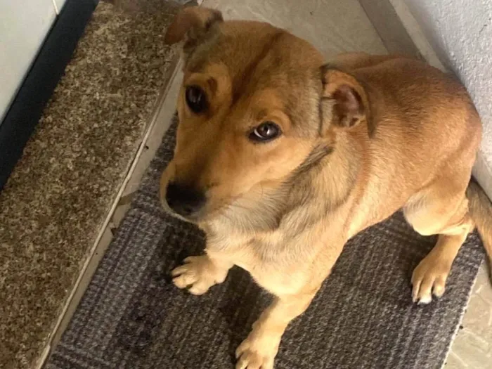 Cachorro ra a SRD-ViraLata idade 3 anos nome Caramelo