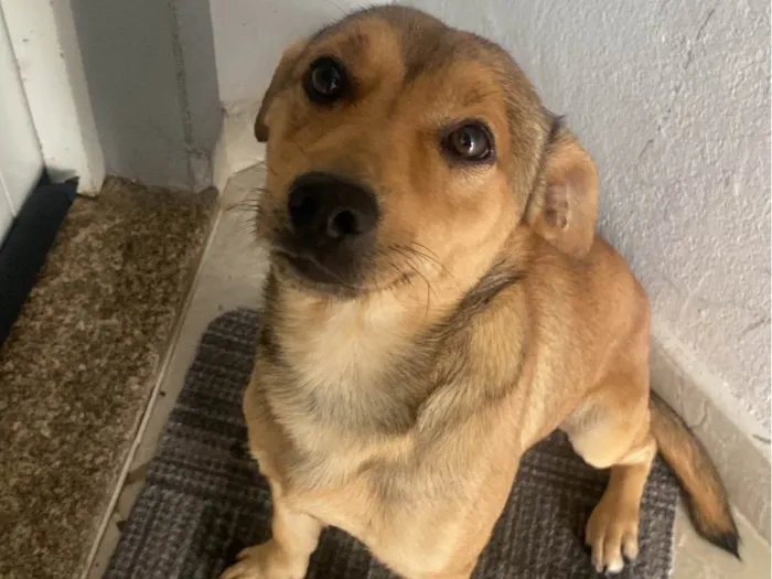 Cachorro ra a SRD-ViraLata idade 3 anos nome Caramelo