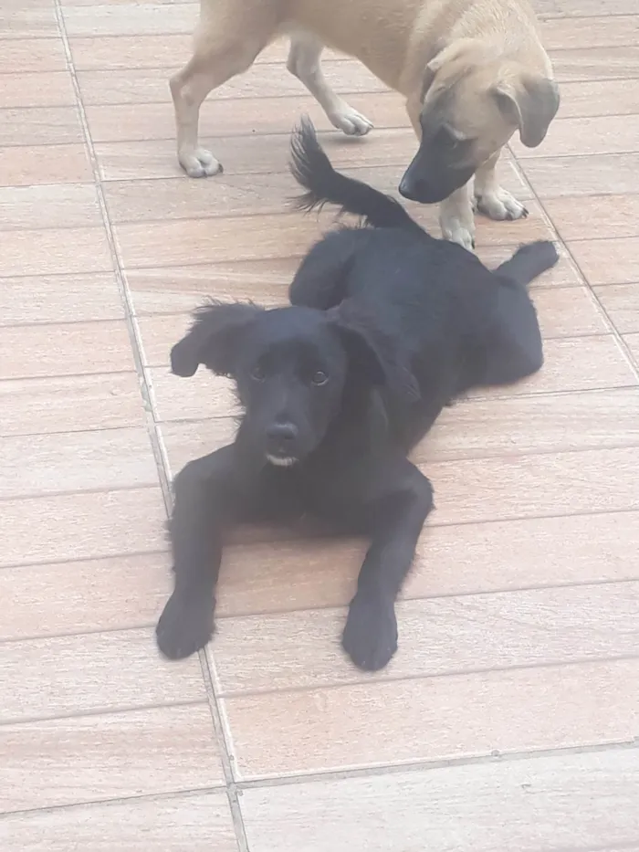Cachorro ra a SRD-ViraLata idade 2 a 6 meses nome Sem nome 