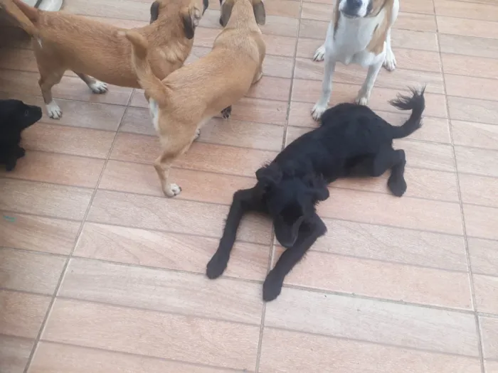 Cachorro ra a SRD-ViraLata idade 2 a 6 meses nome Sem nome 