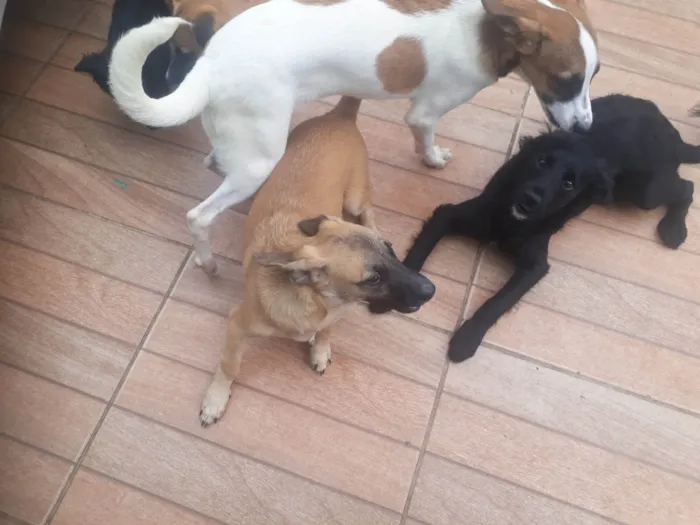 Cachorro ra a SRD-ViraLata idade 2 a 6 meses nome Sem nome 