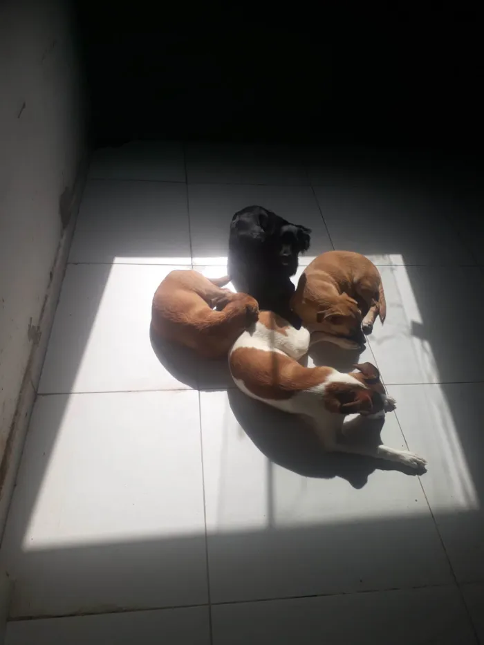 Cachorro ra a SRD-ViraLata idade 2 a 6 meses nome Sem nome 