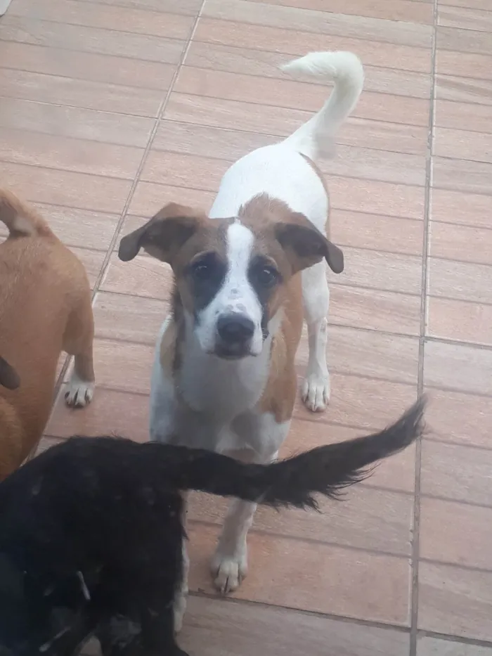 Cachorro ra a SRD-ViraLata idade 2 a 6 meses nome Sem nome 
