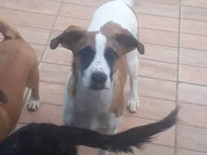Cachorro raça SRD-ViraLata idade 2 a 6 meses nome Sem nome 