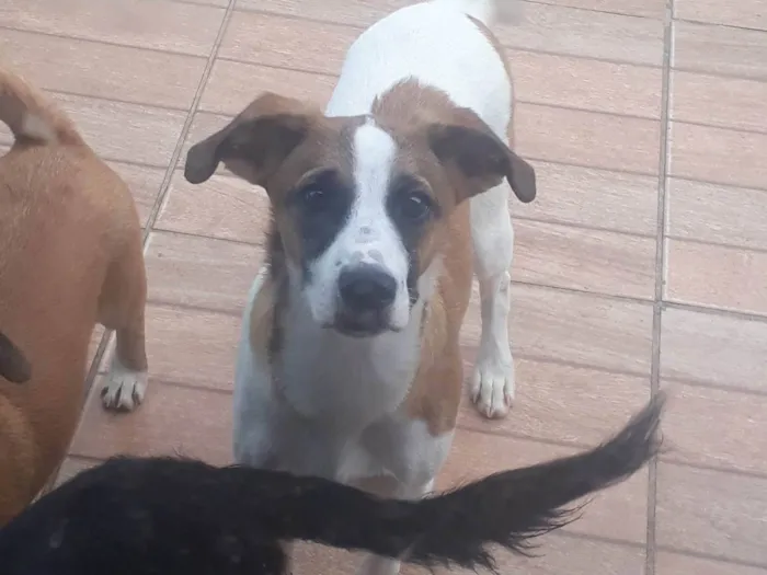 Cachorro ra a SRD-ViraLata idade 2 a 6 meses nome Sem nome 