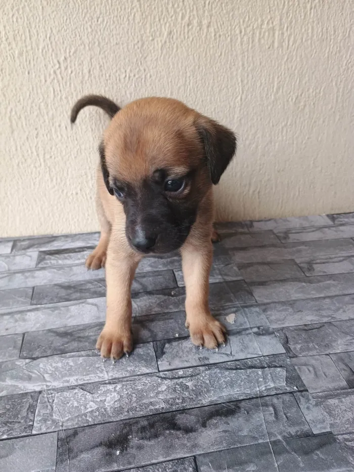 Cachorro ra a SRD-ViraLata idade Abaixo de 2 meses nome Sem nome