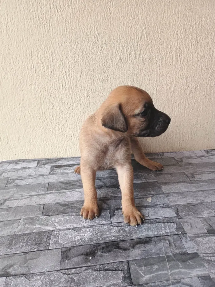 Cachorro ra a SRD-ViraLata idade Abaixo de 2 meses nome Sem nome