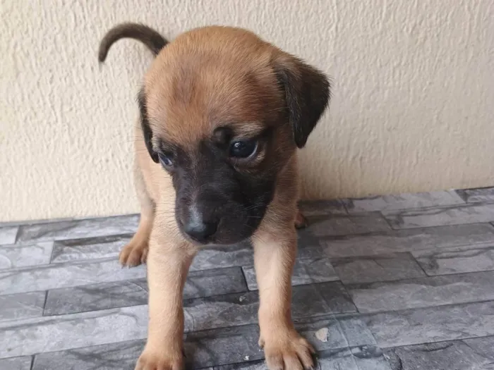 Cachorro ra a SRD-ViraLata idade Abaixo de 2 meses nome Sem nome