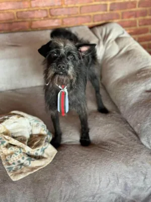 Cachorro raça SRD-ViraLata idade 1 ano nome Igor