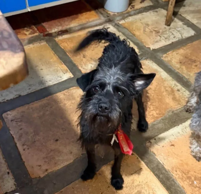 Cachorro ra a SRD-ViraLata idade 1 ano nome Igor