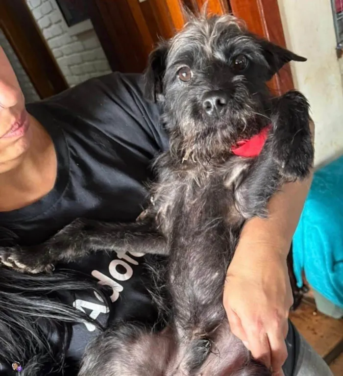 Cachorro ra a SRD-ViraLata idade 1 ano nome Igor