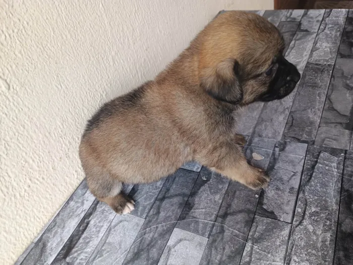 Cachorro ra a SRD-ViraLata idade Abaixo de 2 meses nome Não nomeado