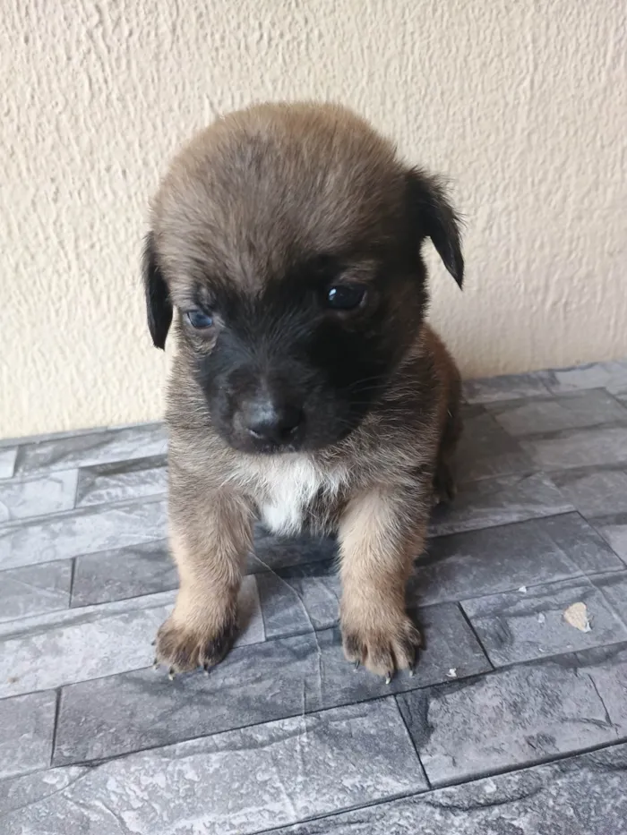 Cachorro ra a SRD-ViraLata idade Abaixo de 2 meses nome Não nomeado
