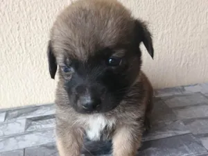 Cachorro raça SRD-ViraLata idade Abaixo de 2 meses nome Não nomeado