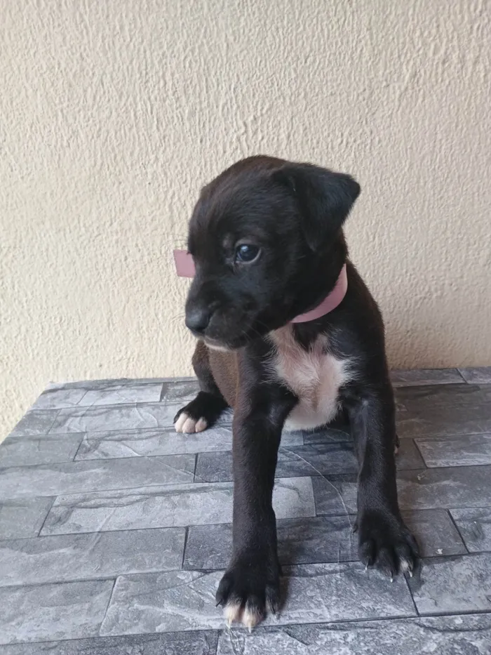 Cachorro ra a SRD-ViraLata idade Abaixo de 2 meses nome Sem