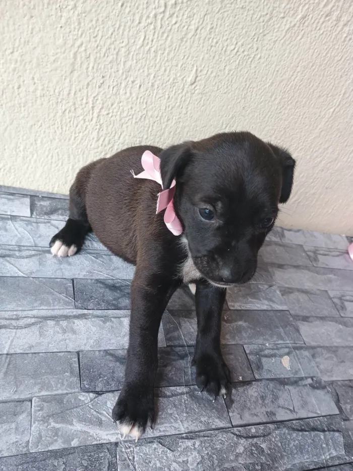 Cachorro ra a SRD-ViraLata idade Abaixo de 2 meses nome Sem