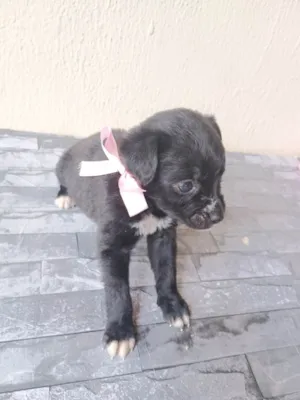 Cachorro raça SRD-ViraLata idade Abaixo de 2 meses nome Sem nome 