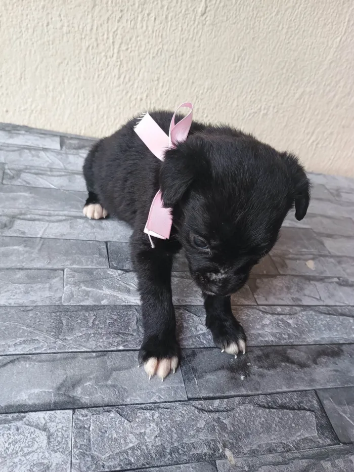 Cachorro ra a SRD-ViraLata idade Abaixo de 2 meses nome Sem nome 