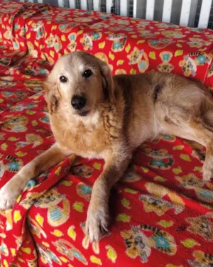 Cachorro raça SRD-ViraLata idade 6 ou mais anos nome Bingo