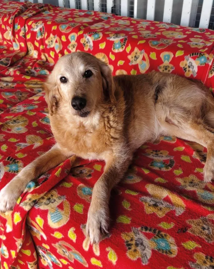 Cachorro ra a SRD-ViraLata idade 6 ou mais anos nome Bingo