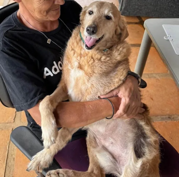 Cachorro ra a SRD-ViraLata idade 6 ou mais anos nome Bingo